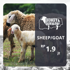 Qurbani – Goat / Sheep