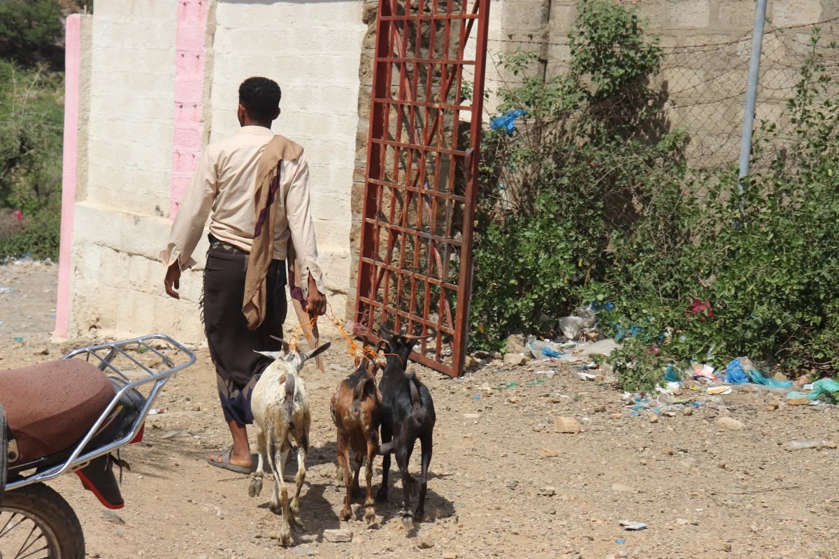 goat herding2